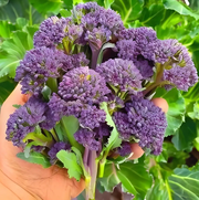 View 🥦 Easy to Grow, Hard to Resist – Broccoli Stem Seeds for Every Home Garden image 4