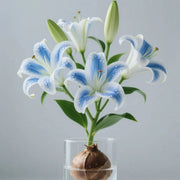 View 🌸 Water-Grown Lily – Fragrance & Elegance in a Glass! 🌿 image 2