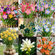View 🌼Fragrant Freesia Bulbs – A Burst of Color and Scent in Every Bloom image 1