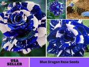 View Blue Dragon Rose Seeds image 4