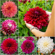View 🌸Dinnerplate Dahlia Bulbs – Giant Show-Stopper Blooms image 1