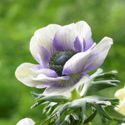 View Pastel Blue Anemone Seeds image 1