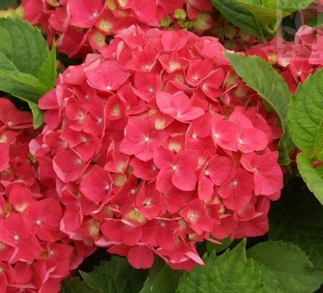 🔥 Limited Edition! Red, White & Blue Hydrangeas for America’s 250th 🇺🇸