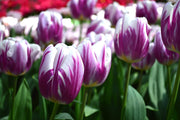 View Flaming Flag Triumph Tulip Seeds image 6