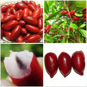 View RARE Miracle fruit seeds, Miracle berry image 1