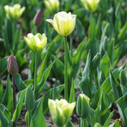 View NEW!!!100pcs/ Bag-Tulip Seeds Garden Flower Plant Flowers image 3