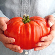 View Giant Delicious Tomato / Up to 2kg (20 Seeds a Pack) image 1