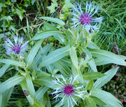 View Centaurea montana- Bachelor Buttons image 4
