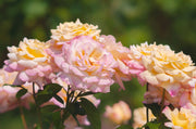 View Peaceful Roses - The Messenger of Peace image 5