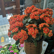 View Golden Fox Longevity Flower Seeds image 6