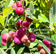 View Pink Bliss Blueberry seeds - Double the sweetness image 2