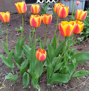 View Halley's Comet Jumbo Perennial Tulip Seeds image 5
