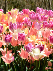 View Tulip Perfect Pastel CollectionTM image 3
