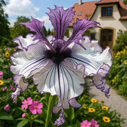 View 🦋Iris butterfly seeds image 2