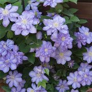 View Climbing Clematis Seeds image 4