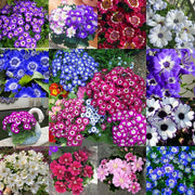 View Cineraria Mix Flower Seeds-Over 10 Colors image 3