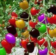 View Colorful Cherry Tomatoes Seeds image 2