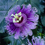 View Egrow 50Pcs/Pack Passion Flower Seeds Garden Rare Passiflora Incarnata Fruit Plants Seeds image 3