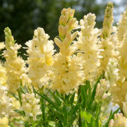 View 🌺Double Perfume Tuberose Bulbs—Moon Garden Flower image 6