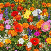 View 👍Mixed Perennial Flower Seeds – 60+ Varieties for Endless Blooms image 3