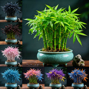 View 🌿 DreamBamboo — Multi-Color Lucky Bamboo Cypress image 1