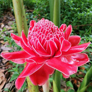 View Porcelain rose seeds-Etlingera elatior-Torch Ginger image 2