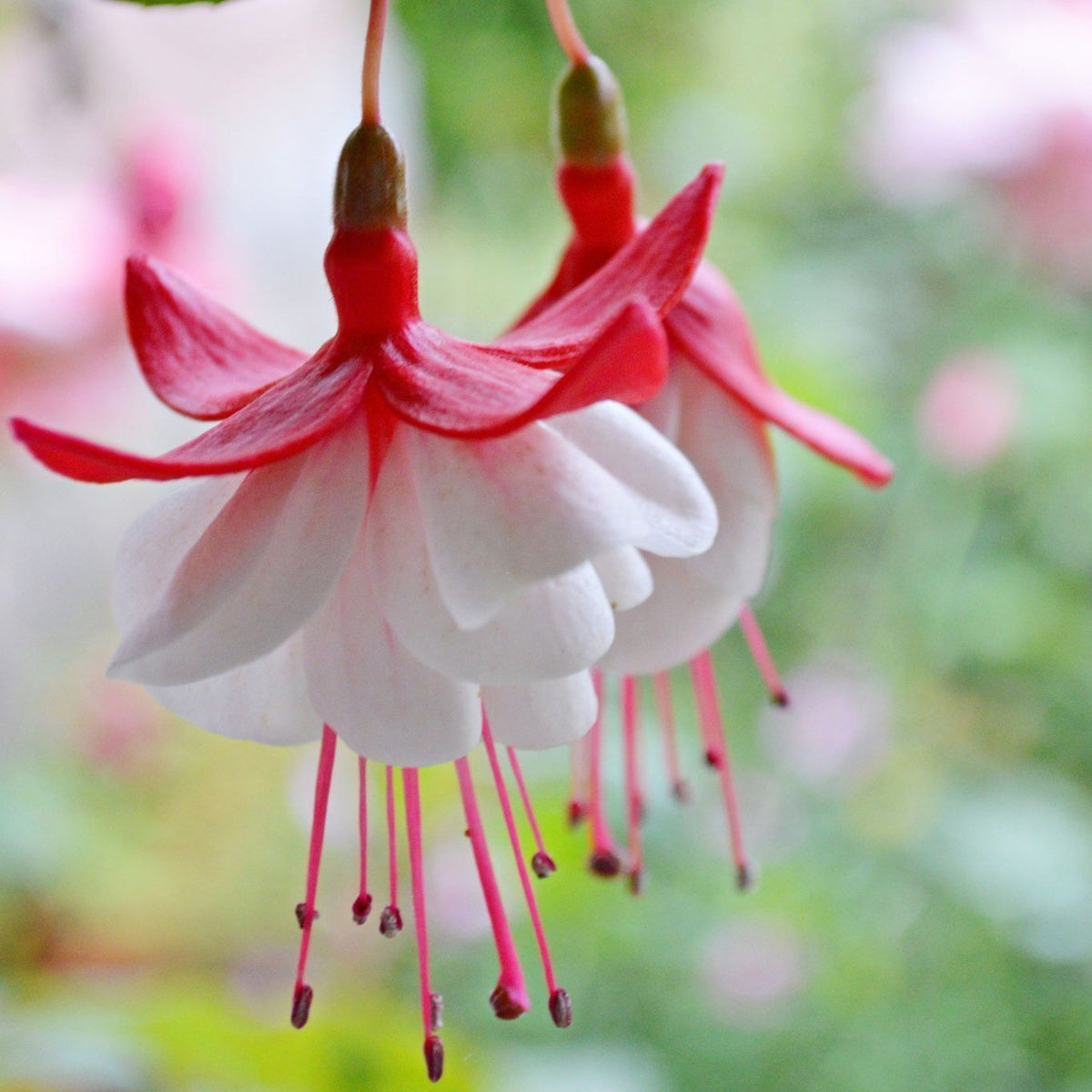 🧚🏼Fuchsia Flowers Seeds-Dancing Elf🪴Bonsai