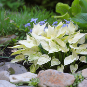 View 🪴Premium Hosta Seeds for Lush Shade Gardens image 6
