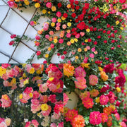 View Rainbow's End Rose-Bring the Rainbow Home 🏡🌈 image 1
