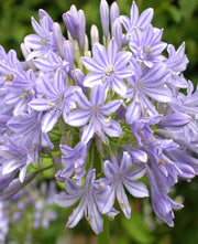 View Agapanthus africanus 'Glenavon' image 3