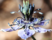 View Love in the Mist: Exploring the Enigmatic Beauty of Nigella Arvensis image 6
