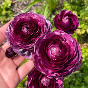 View Multicolor Ranunculus Seeds image 4