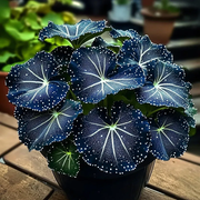 View 🌟Midnight blue Hosta-A Radiant Addition to Your Home! 🌟 image 3
