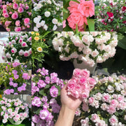 View Mixed Color- Double Flower Impatiens Seeds - Mosquito and Snake Repellent Plants image 1