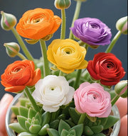 View MIX🪴Double-flowered Rose Orchid Bulbs-Cold-resistant and fragrant image 3