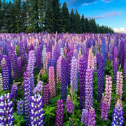 View LUPINE FLOWER SEEDS image 6