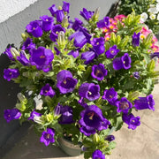 View Campanula Seeds, Potted Flower Seeds image 1