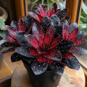 View 🌟Midnight blue Hosta-A Radiant Addition to Your Home! 🌟 image 2