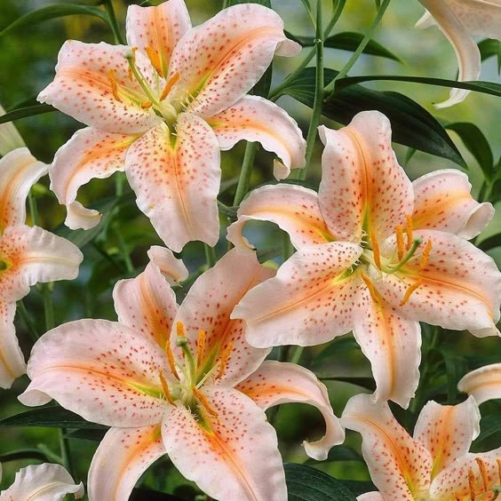 🌸Beautiful purple Rare Color Lily Bulbs– Blooms of Elegance and Grace 🌸