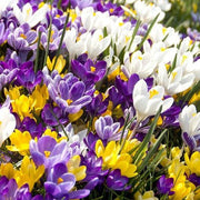 View CROCUS BULBS - LARGE FLOWERING MIX image 1