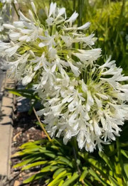 View 🔥🔥Agapanthus africanus 'Albus' image 5