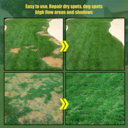 View 7 Days Germination🌱 Evergreen dwarf grass seed for four seasons🌾 image 4