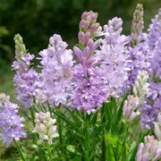 View 🌺Double Perfume Tuberose Bulbs—Moon Garden Flower image 3