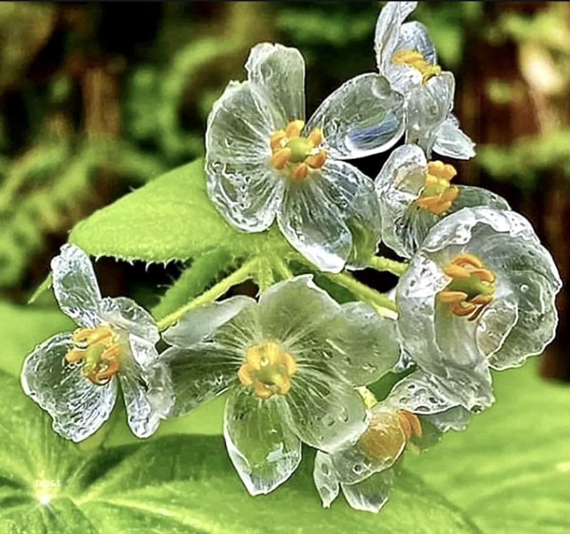 Crystal Flower Seeds