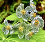View Crystal Flower Seeds image 1