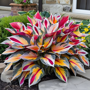View 🪴Premium Hosta Seeds for Lush Shade Gardens image 3