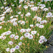 View Cupid's Dart 'Amor White'-Rare Perennial-Beautiful Star like flower with purple-blue eyes image 3