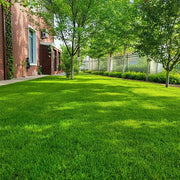 View 7 Days Germination🌱 Evergreen dwarf grass seed for four seasons🌾 image 1
