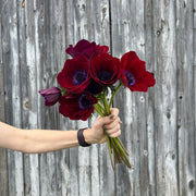 View Bordeaux Anemone Seeds image 4