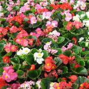 View Begonia Super Olympia Mix F1 image 5